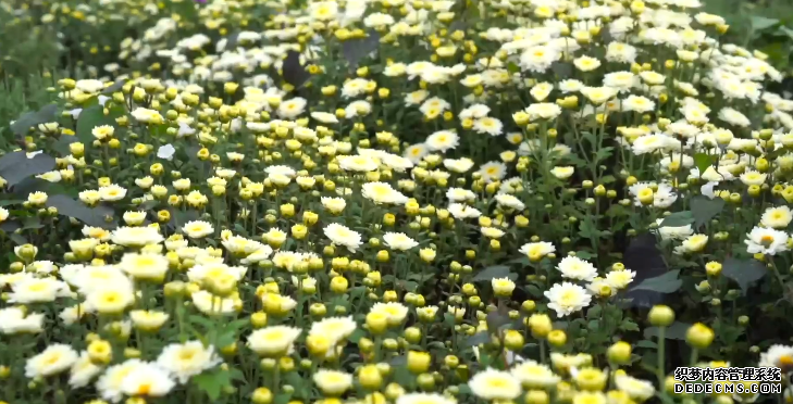 文登区岚家村菊花种植带动乡村振兴